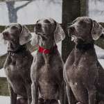 Алеся, фото