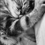 софия, фото