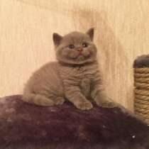 БРИТАНСКИЙ КОТИК, в Санкт-Петербурге