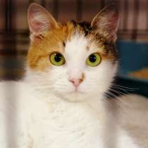 Нежная Джинни ищет дом, в Москве