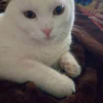 Милый. дружелюбный, белый котик, в г.Бухара