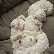 Щенок мальчик Бишон Фризе, в Белгороде