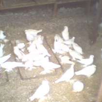 Продам голубей разных пород, в Крымске