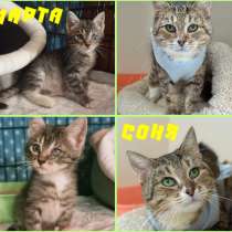 Кошки МАРТА и СОНЯ даром, в Москве