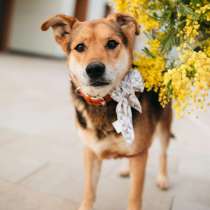 Толстушка ждёт родителей!, в Москве