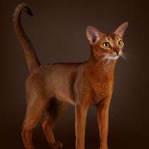 Абиссин в хорошие руки, в Солнечногорске