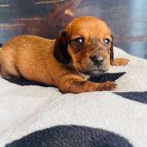 Такса, в Уссурийске