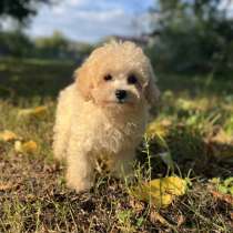 Maltipoo. Mini girl, в г.Мариенберг