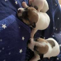 Щенки Джек-Рассел-терьера, в Омске