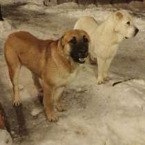 Щенки Среднеазиатской овчарки, в Москве