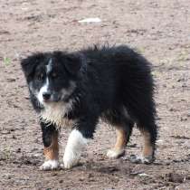 Австралийская овчарка, аусси, девочка, в Москве