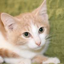Маленький котенок Портос, рыжий позитив в дар, в Москве