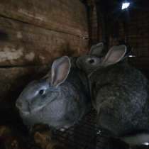 Кролики советские, в Киселевске