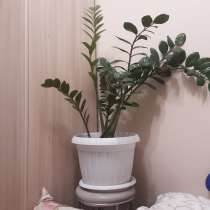 Комнатное растение, в Тюмени