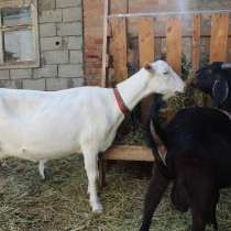 Продаются козы и козлята разных пород, в Кизляре