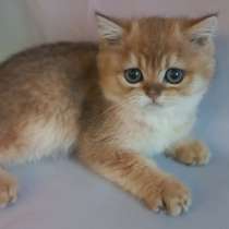 Шотландские котята золотая шиншилла, в Краснодаре