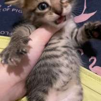 Cat - котята, в Сергиевом Посаде