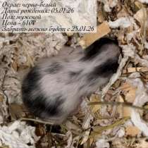 Сирийские и джунгарские хомяки с клетками, в Москве