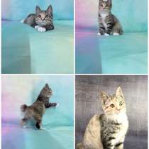 Курильски бобтейл котята, в Москве