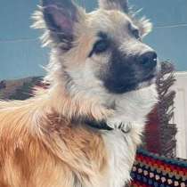 Умничка и добряк Митька СРОЧНО ищет семью, в Москве