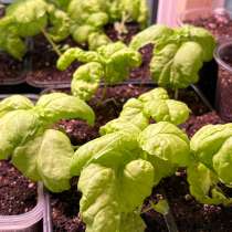 Рассада базилика, в Москве