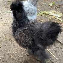 Петухи китайские шелковистые, в Йошкар-Оле