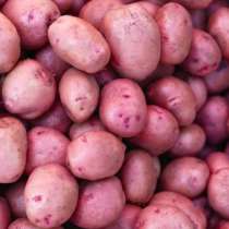 Семенной картофель высоких репродукций, в Мытищи