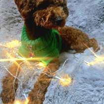 Мини той пудель, в г.Berlin