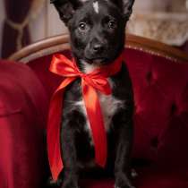 КАРТОШЕЧКА ИЩЕТ ДОМ, в г.Минск