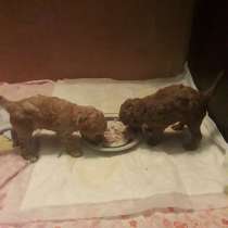 Щенки той пуделя, в Москве