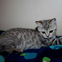 Вискасная девочка, в Санкт-Петербурге