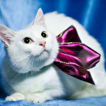 Белый котик Симба в дар, в добрые руки, в Москве