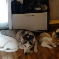 Сибирский Хаски, в Санкт-Петербурге