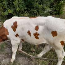 Корова на молоко, телята на откорм, в г.Старобельск