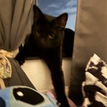 Отдам Кота в связи с переездом, в г.Девентер