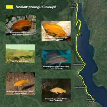 Цихлиды танганьики, в Москве