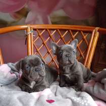 Милые щенки французский бульдог, в Москве