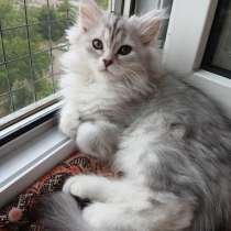 Котята, в г.Бендеры