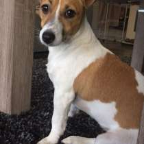 Выгулю вашу собаку, в Москве