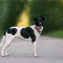 Красавица Кайли ищет дом, в Москве