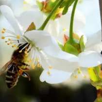 Опыление пчелами, в Армавире