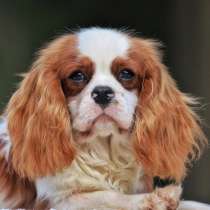 Cavalier King Charles Spaniel Puppy, в Москве