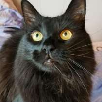 Роскошный метис мейн-куна — крупный черный кот Нельсон в дар, в Москве