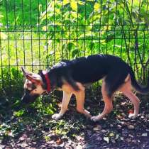 Щенок метис овчарки, в Москве