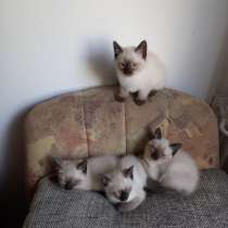 Продаю сиамских котят, в г.Берлин
