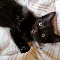 Чёрный котёнок бесплатно, в Туле