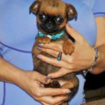 Миниатюрная девочка пти-брабансон, в Москве