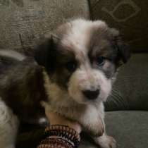 Щенята, в Казани