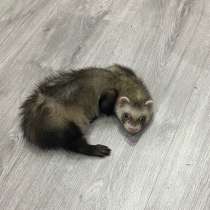 Хорек самец 2 месяца, в Рыбинске