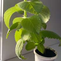 Мята домашняя, в Москве